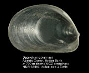 Dacrydium ockelmanni